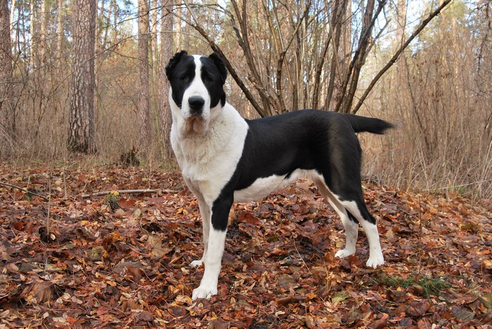 Central Asian Shepherd Dog in a Forest