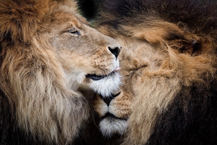 Two lions grooming each other