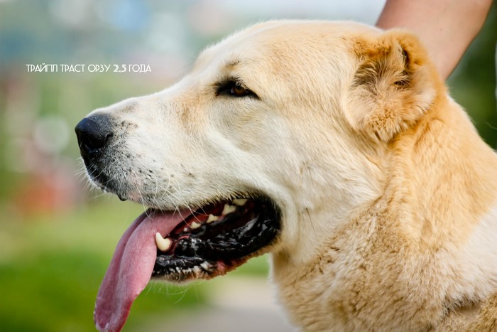 Central Asian Shepherd Dog with text