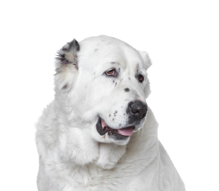 Central Asian Shepherd Dog portrait