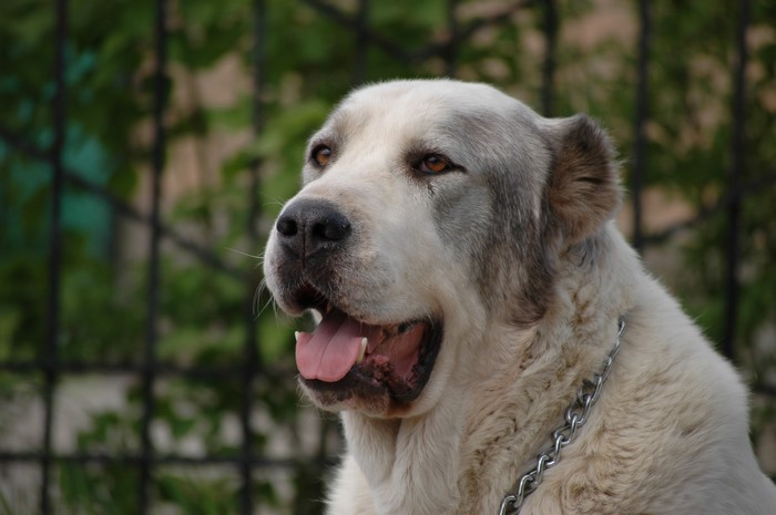 Central Asian Shepherd Dog with chain collar