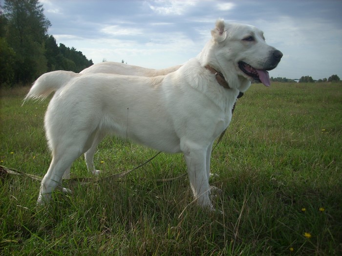 Two Central Asian Shepherd Dogs in a grassy field