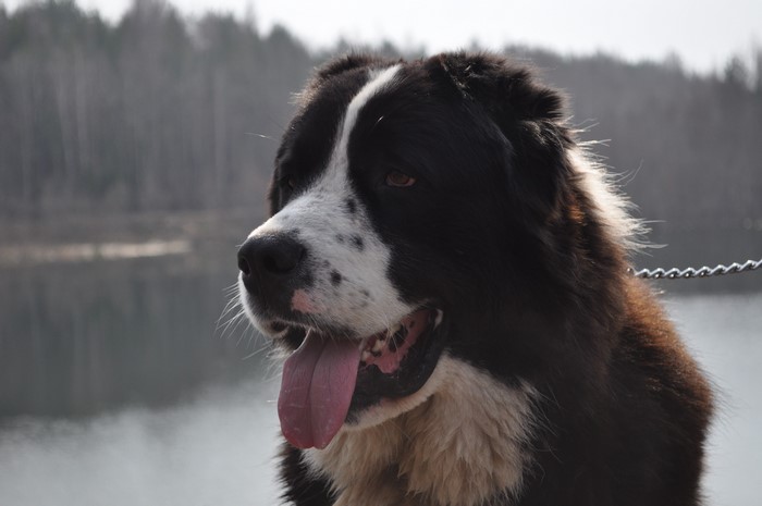Central Asian Shepherd Dog by a lake