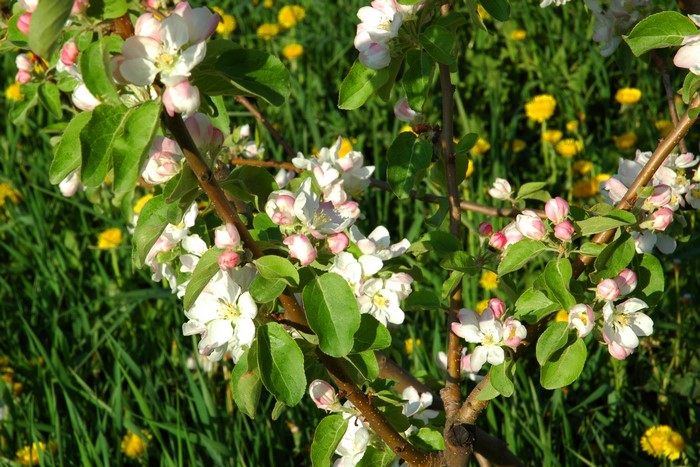 Apple tree blossoms with yellow flowers in the background