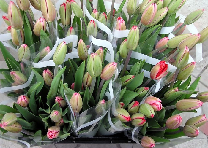 Bouquet of pink and red tulip flower buds