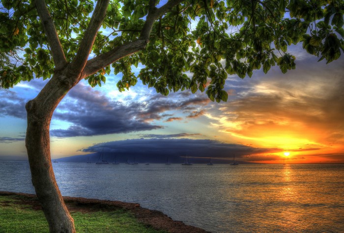 Sunset over the ocean with sailboats and a tree in Hawaii