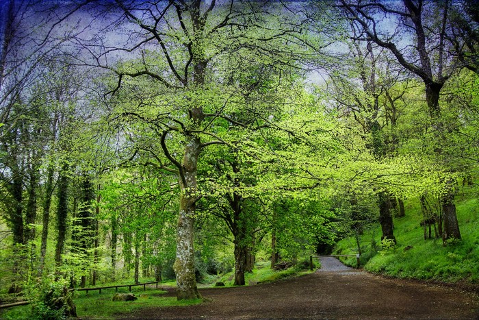 A dirt road winds through a vibrant green forest in spring.