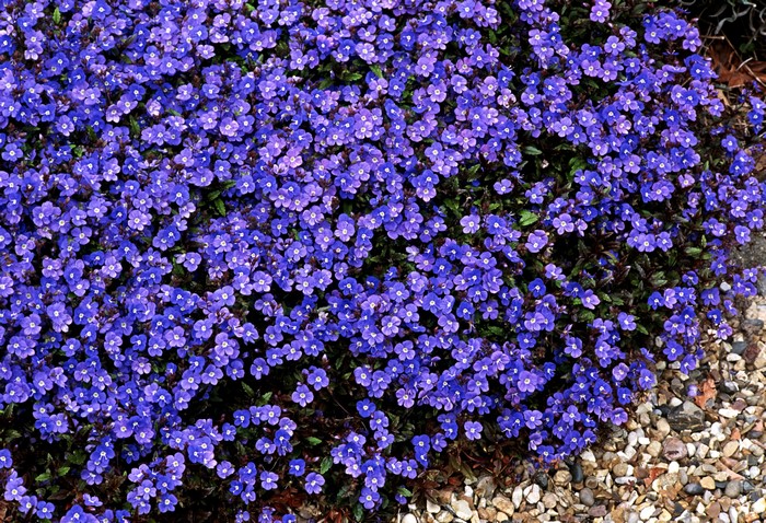 Many small violet Veronica flowers