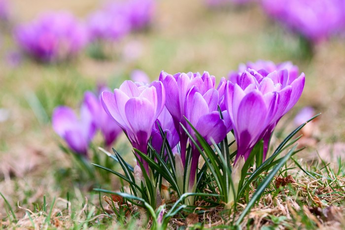 4K Crocuses in a Field