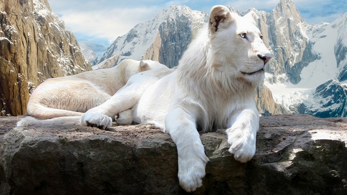 White lions resting on rocks with snowy mountains behind