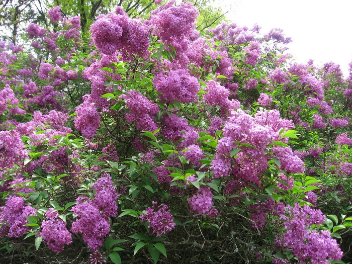 Purple Lilac Bush in Bloom