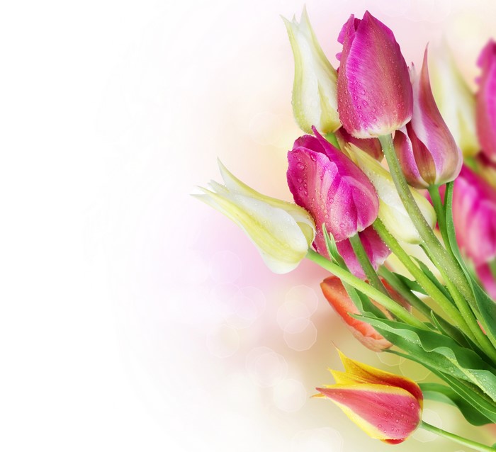 Tulips closeup template greeting card