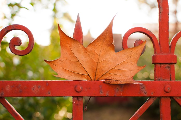 Orange Maple Leaf on Red Fence