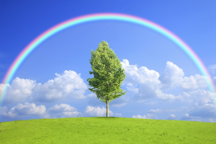 Rainbow over a green hill with a tree