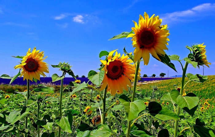 Sunflowers in a field under a blue sky