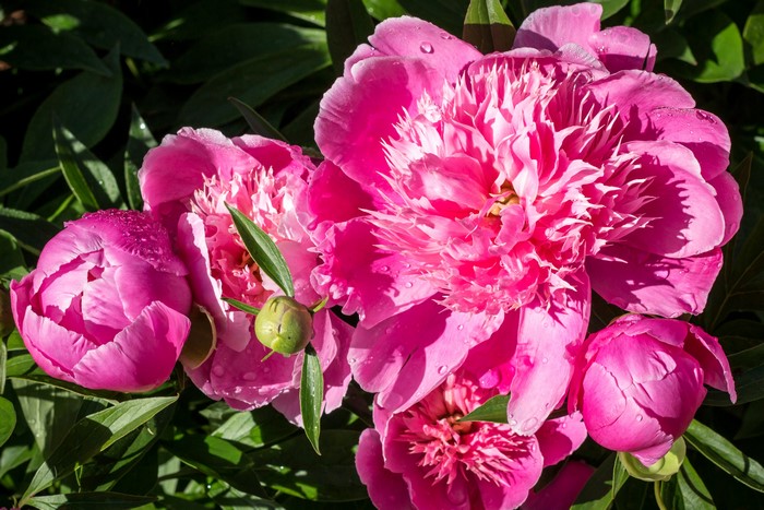 4K Pink Peonies with Water Droplets