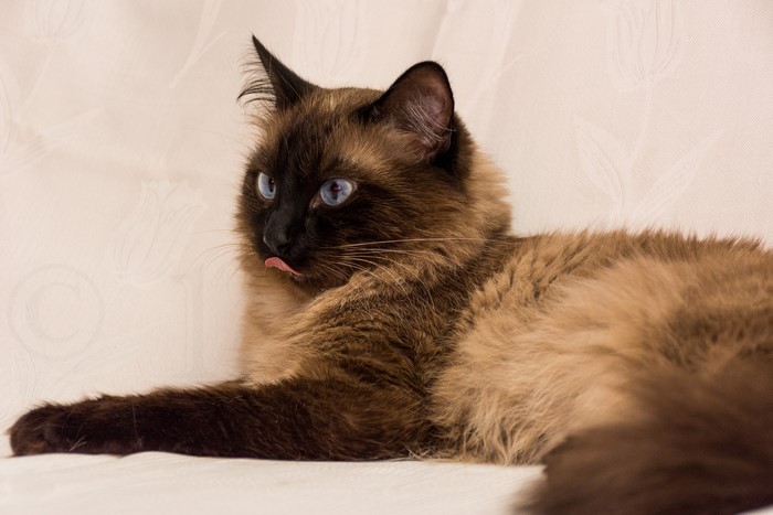 Siamese cat with blue eyes sticking out tongue