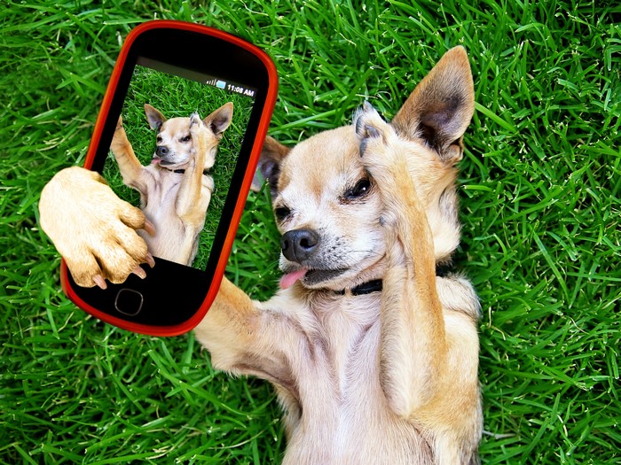 Chihuahua taking a selfie on the grass
