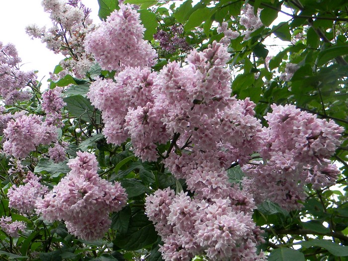 Pink Lilac Flowers on a Bush