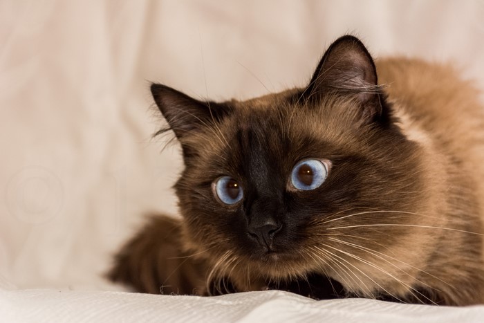 Siamese cat with blue eyes looking forward