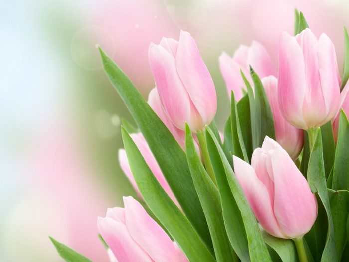 4K Pink Tulips