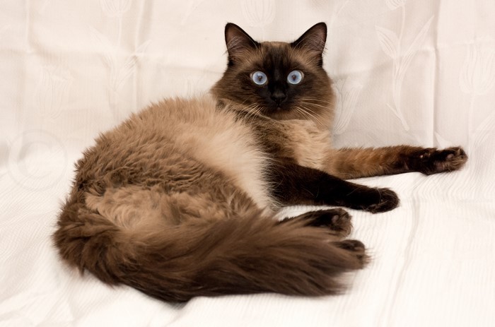 Balinese cat with blue eyes on a white background