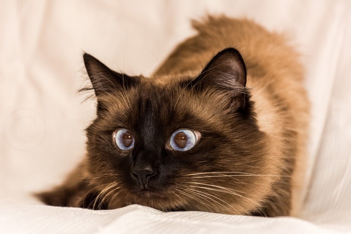 4K Close-Up of Wide-Eyed Brown Cat