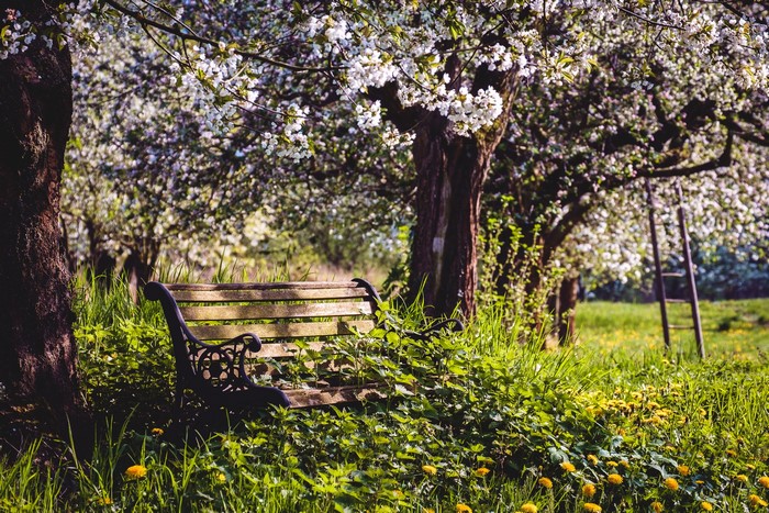 Park bench under flowering trees