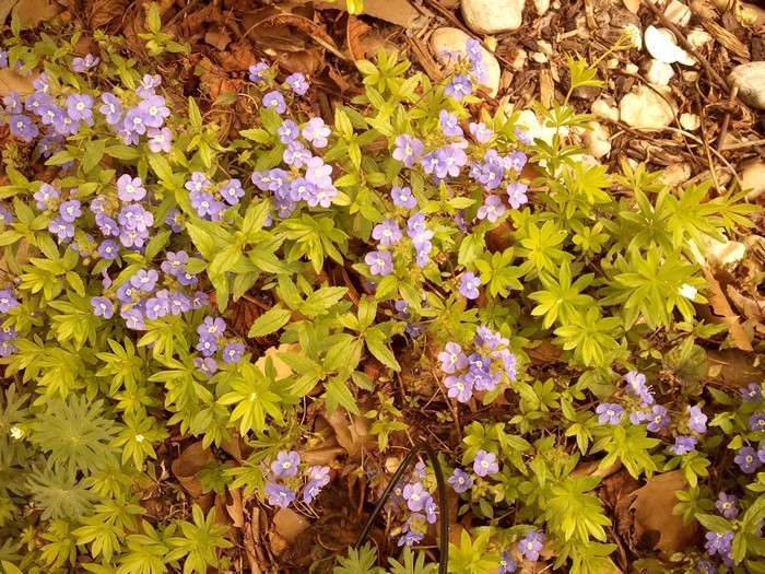 Small purple flowers and green leaves on the ground