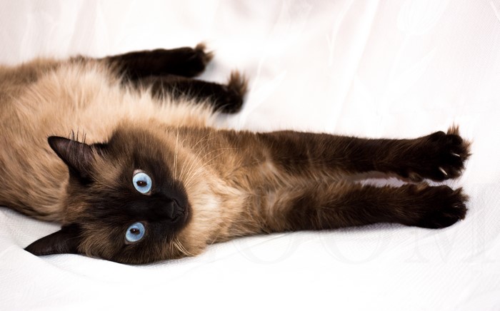 Siamese cat with blue eyes lying on white fabric