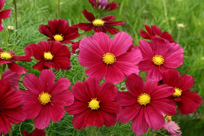 Deep red and pink cosmos flowers with yellow centers