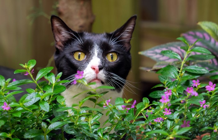 Black and white cat peeking through plants
