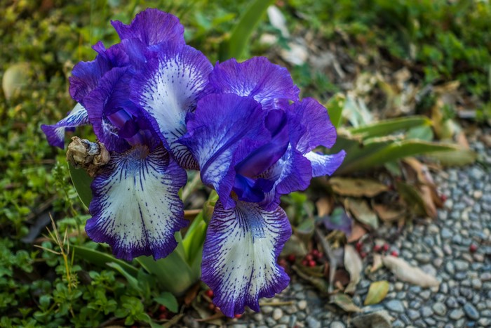 Close-up of a purple and white iris flower