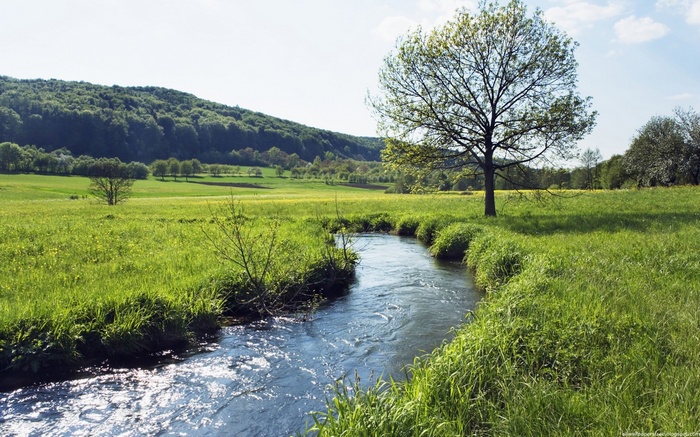 A winding stream flows through a green meadow with a tree and hills.