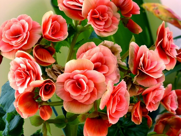 Pink Begonia Flowers