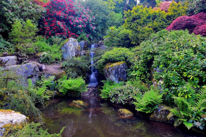 Kubota Garden Pond with Waterfall and Rhododendrons