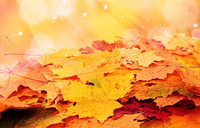 Autumn Maple Foliage with Bokeh and Stars