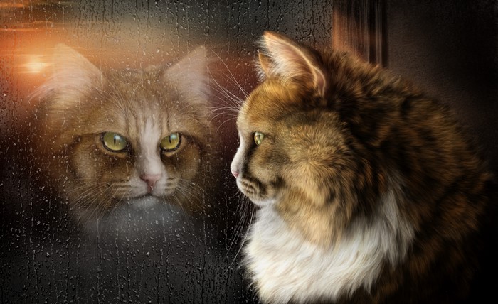 Cat looking through a rainy window