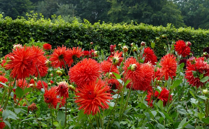 Red Dahlias in a Garden