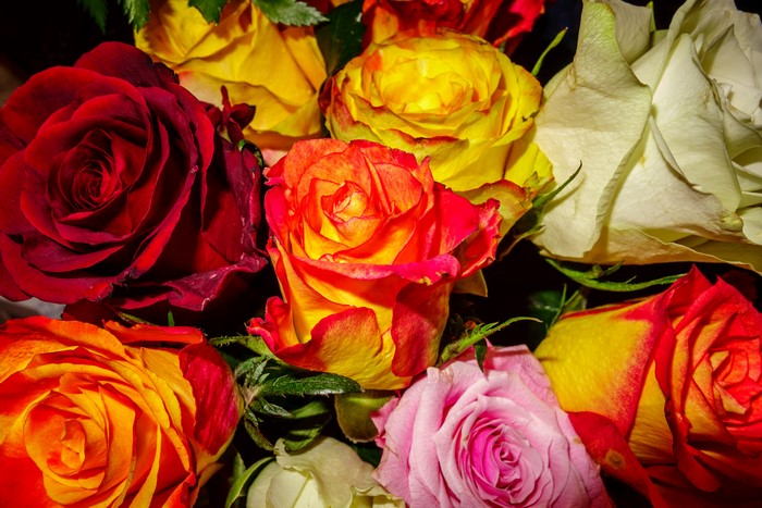 4K Roses Closeup