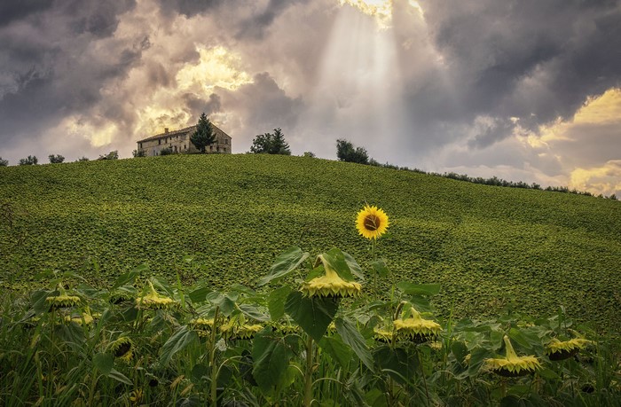4K Italy Sunflowers Field with House