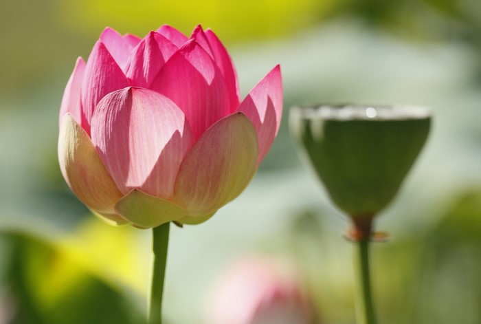 Pink Lotus Flower and Seed Pod