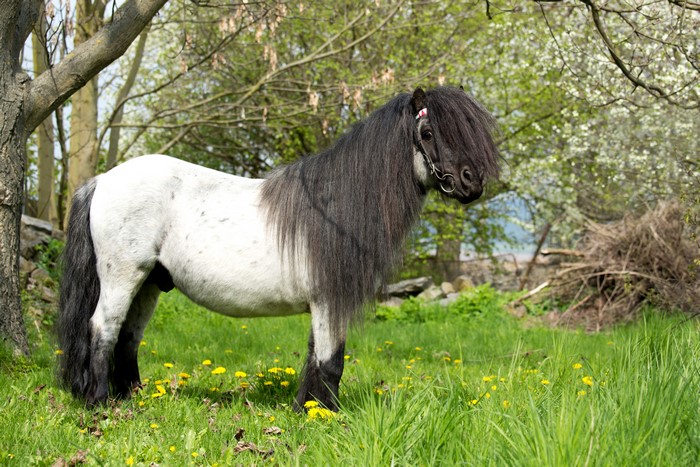 4K White Horse with Long Mane in Green Field