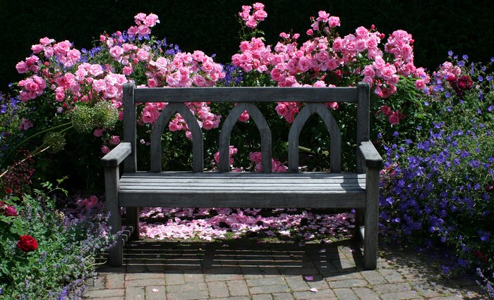 Wooden bench in a garden with pink roses