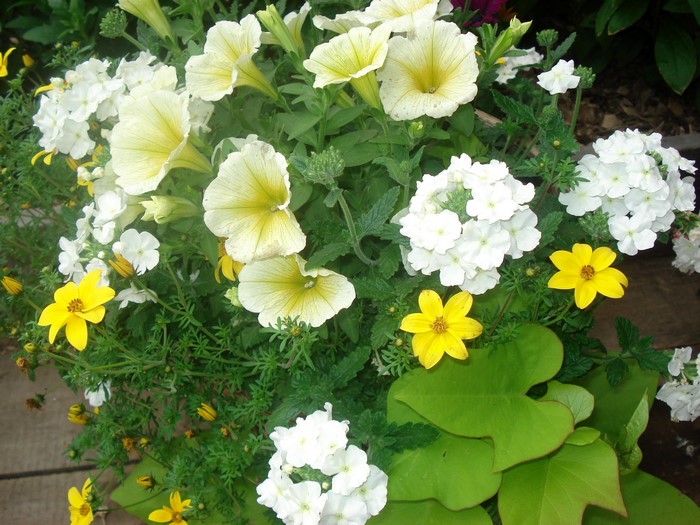 Yellow and white flowers in a garden