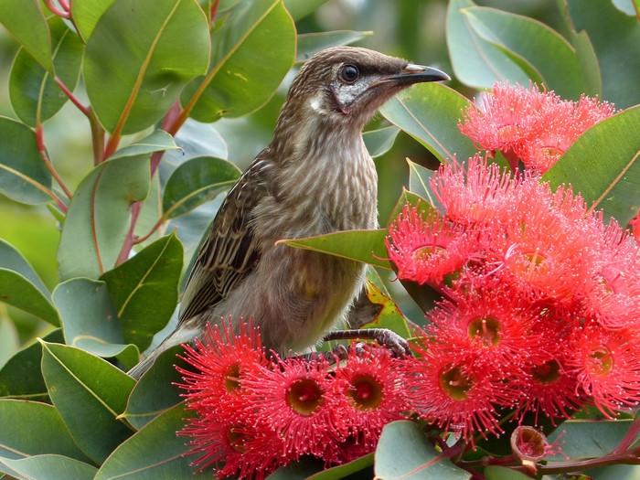 Bird on a flowering tree branch