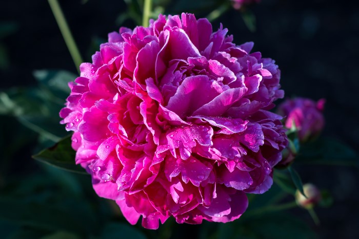 4K Pink Peony Flower Closeup