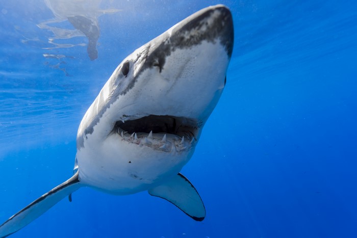 Great White Shark Underwater