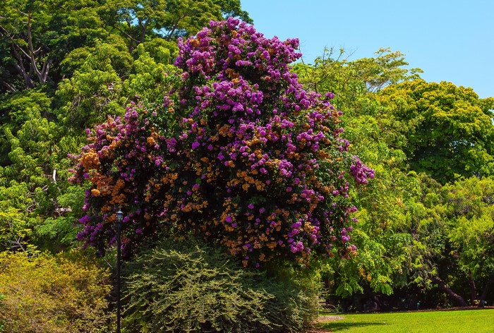Bougainvillea arborea at Fairchild Tropical Botanic Garden