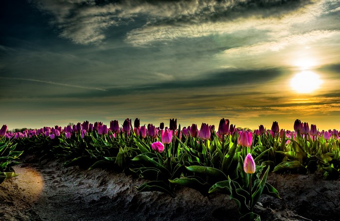 Field of purple tulips at sunset in the Netherlands